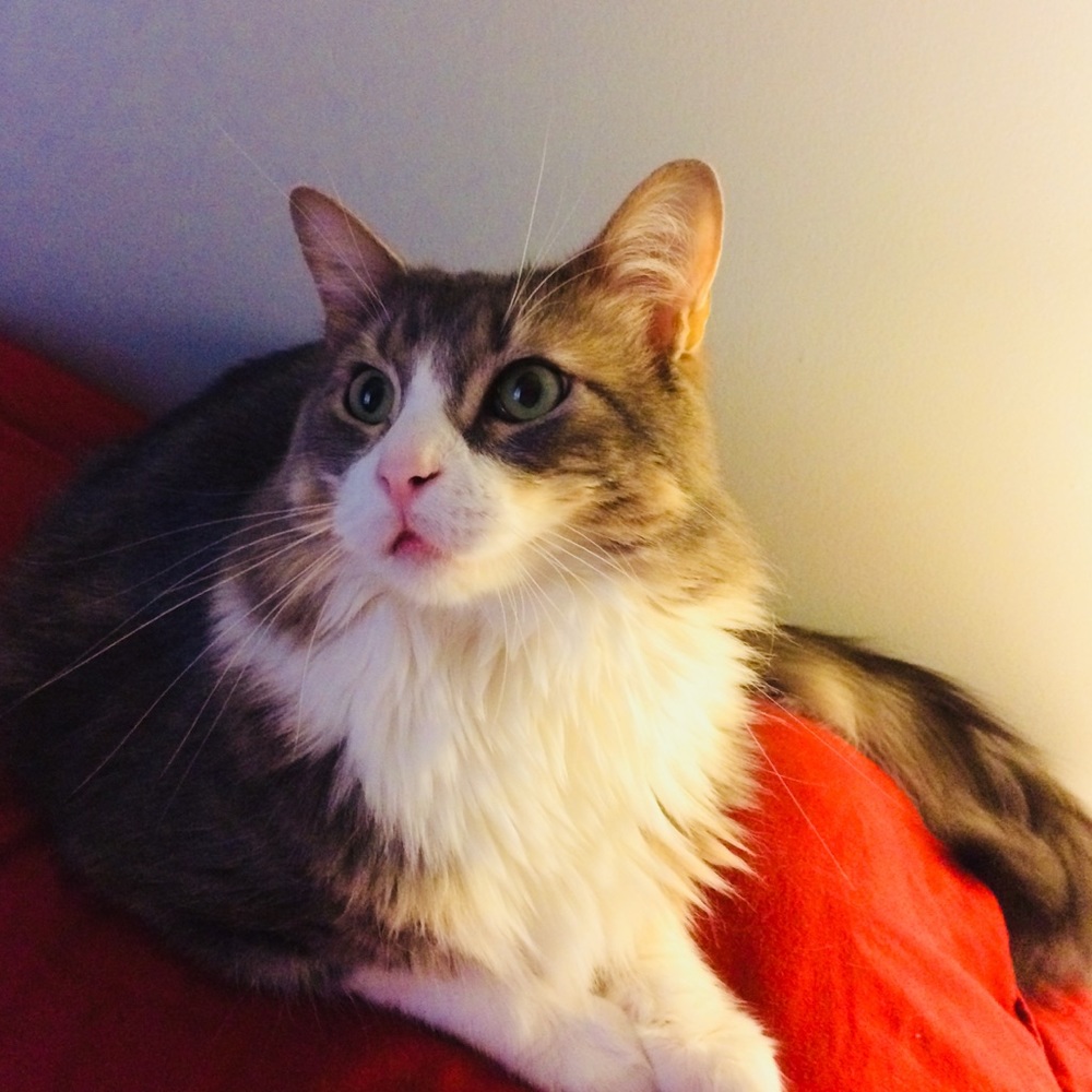 Meet your Posher, Deborah